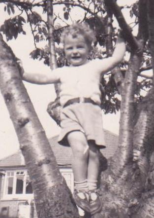 climbing the Cherry Tree in England